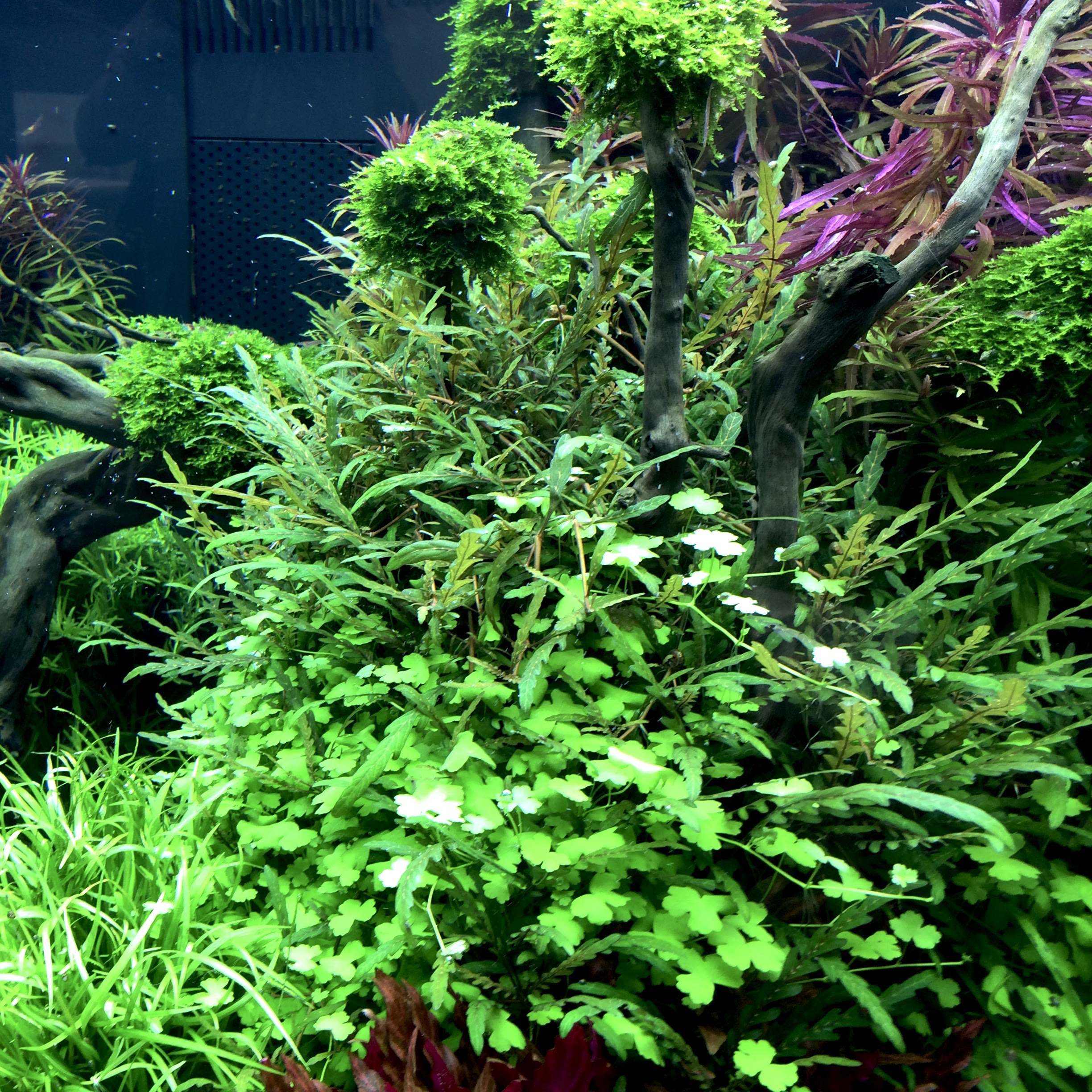 Aquariumplanten